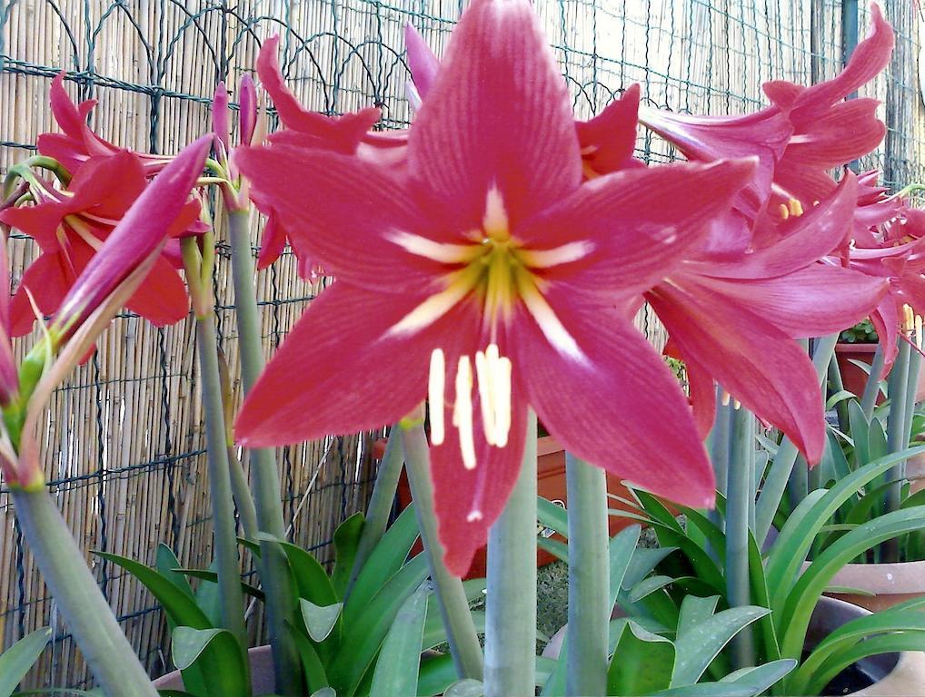 Il Giglio Rosso Apartman Nápoly Szoba fotó