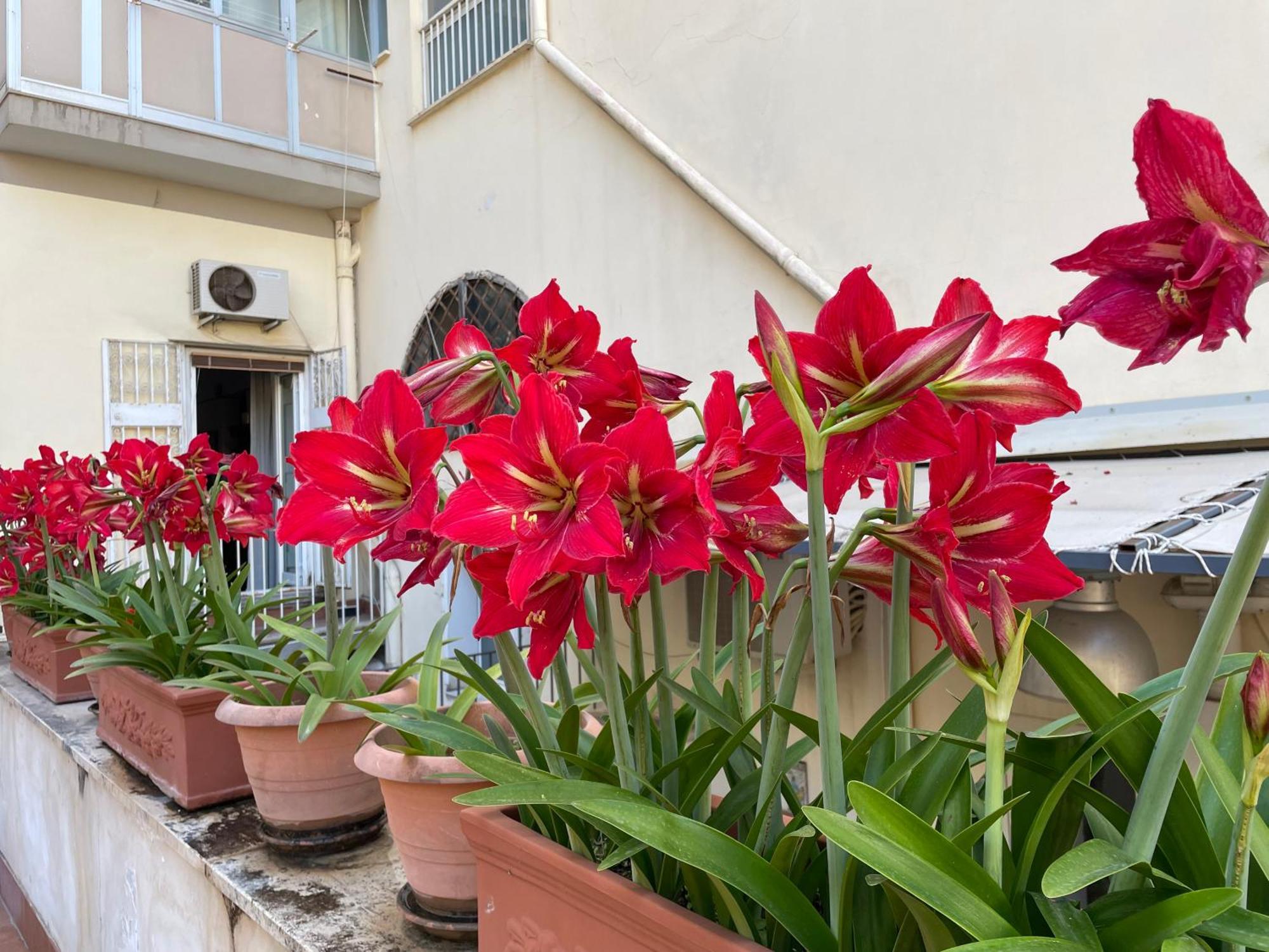 Il Giglio Rosso Apartman Nápoly Kültér fotó